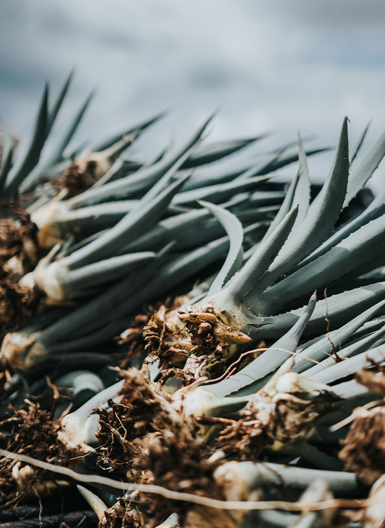 m-_0006_05072023-DSC00198